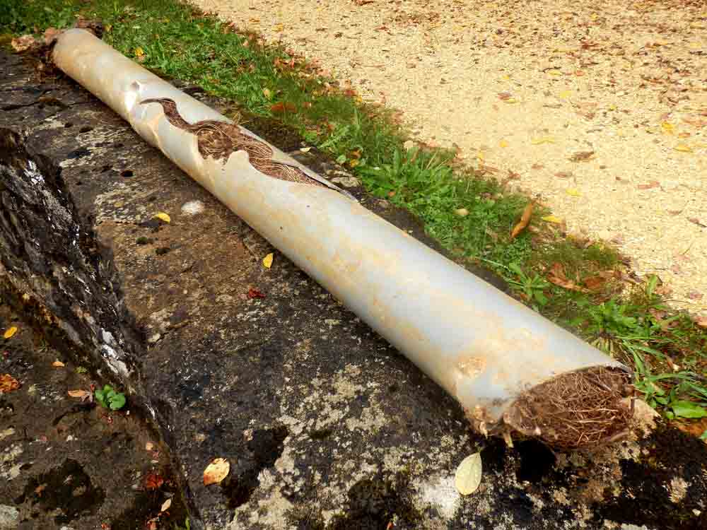 Tree Root Intrusion in San Francisco Sewer Lines: Prevention and Solutions